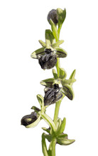 Ophrys Mammosa