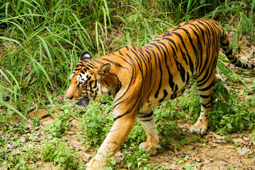 Tiger in the forest, Tiger walking closeup