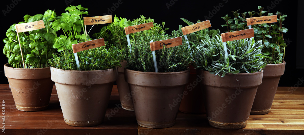 Homegrown and aromatic herbs in old clay pots. Set of culinary herbs. Green growing sage, oregano, thyme, savory, mint and oregano with lavender with labels - obrazy, fototapety, plakaty 