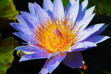 A Gorgeous Purple And Yellow Water Lily In The Pond At The Japanese Garden In California USA
