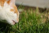 Fototapeta Koty - Katze beim Gras fressen