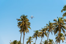 The Plane Takes Off Over The Palm Trees