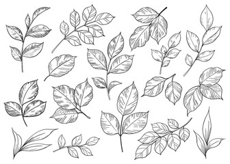 Wall Mural - Hand drawn set of different leaves