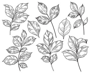 Wall Mural - Hand drawn different leaves set