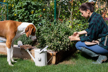 Woman With Dog Working In Garden