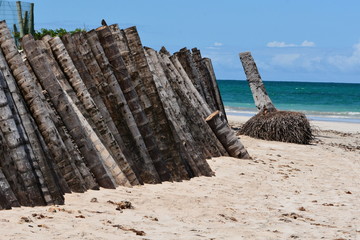 Canvas Print - carneiros - pernambuco 