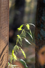 Wall Mural -  adult plant nettle in the sun near a wooden building