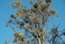 A Sick Tree Attacked By Mistletoe (viscum). They Are Woody, Obligate Hemiparasitic Shrubs