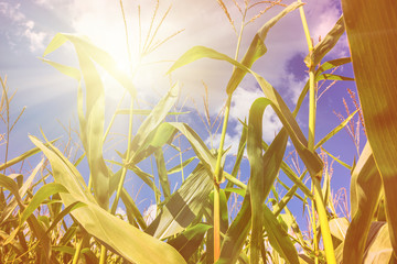 Wall Mural - Rural landscape - corn field on sunny hot summer day, close-up