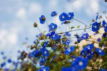 Meadow plant background: blue little flowers - forget-me-not close up and green grass. Shallow DOF