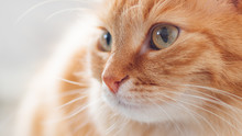 Close Up Profile Portrait Of Cute Ginger Cat. Fluffy Pet Is Staring In Other Side.