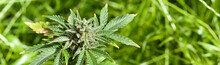 Marijuana Plant Closeup