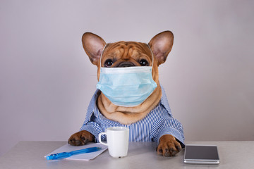 french bulldog in medical mask at workplace during pandemic