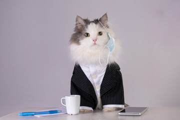 Wall Mural - fluffy cat in a medical mask at the workplace during a pandemic