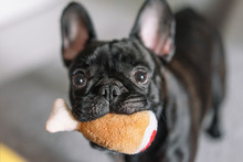 French Bulldog Playing With Plush Toy
