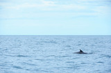 Fototapeta Morze - A dolphin swimming in the surface of the sea