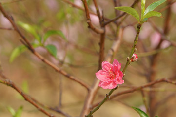 Wall Mural - Flower blooming in the garden. Peach blossom