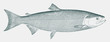 Male ocean-phase sockeye salmon oncorhynchus nerka, fish from Northern Pacific