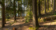 © Andrew - forest trail leading to lake - BC