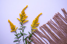 Yellow Goldenrod Flowers And Brown Scarf, Spring Comes To Replace Winter