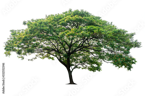 Fotografía Tree isolated on white background, nature background.