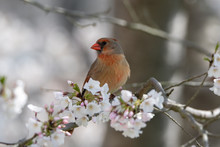Female Northern Cardinal Perched In A Flowering Cherry Tree