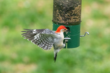 Red Bellied Woodpecker Landing At Feeder