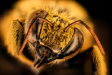Xyclocopa Caffra, Bee Macro , Closeup Of Face Fluffy Head Of Bee, Flying Insect.bee Macro Lens, Closeup Of Face Fluffy Head Of Bee, Flying Insect