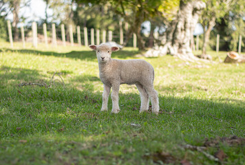 cordero pequeño