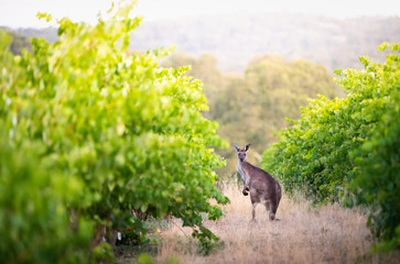 Wall Mural - Vineyard Kangaroo