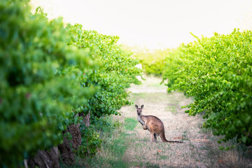 Wall Mural - In the Vines