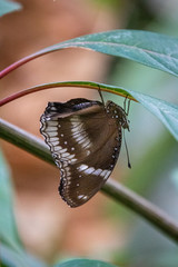 Wall Mural - butterfly on a flower