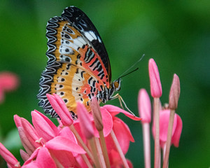 Canvas Print - butterfly on a flower