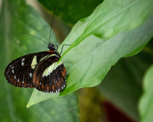 Wall Mural - butterfly on a flower