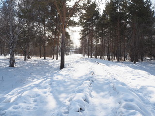 Wall Mural - narrow gauge railway leaving for the winter forest