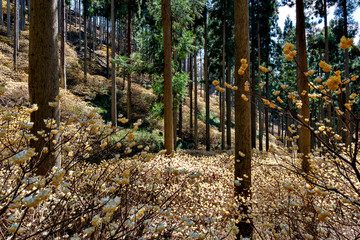 Wall Mural - Gregarious oriental paperbush (Edgeworthia chrysantha) in Japanese ceder forest in Japan