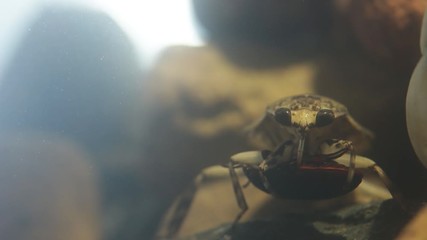 Poster - Water bug eating a mealworm beetle, underwater footage