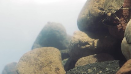 Poster - Water bug eating a mealworm beetle, underwater footage