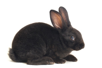 Wall Mural - Cute little rex black rabbit isolated on white background