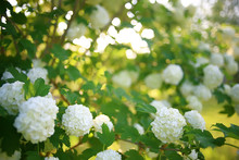 Viburnum Bulbanesh Inflorescences On Bushes In The Garden / Garden Bushes Of Viburnum With White Flowers Summer View