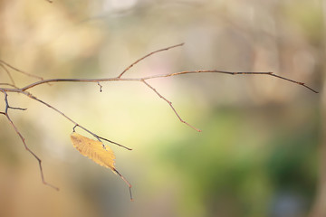 branches leaves yellow background / abstract seasonal background falling leaves beautiful photo