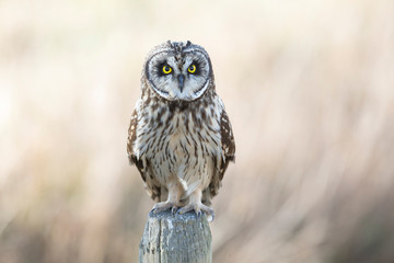 short eared owl