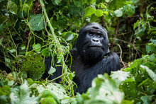 Silverback Gorilla Posing Free Stock Photo - Public Domain Pictures