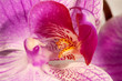 Macro photo of the core of an orchid flower. Inside an orchid flower, closeup. Selective focus.
