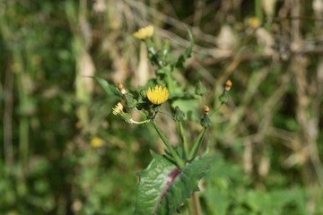 Sticker - Common sow thistle (Sonchus oleraceus)