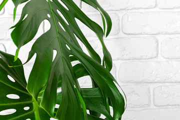 Close up of a monstera plant leaves against white brick wall. Copy space