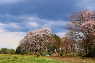 さくら　田舎　茨城　風景