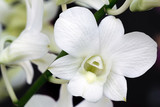 Fototapeta Tulipany - Beautiful white orchid behind the house