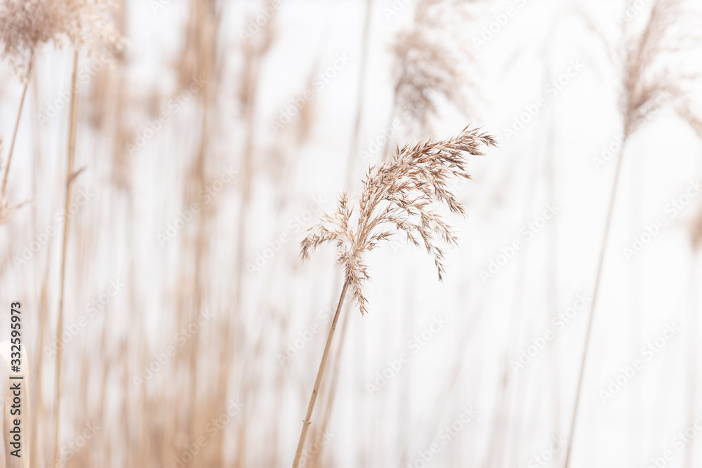 Field of dry brown grass close-up on natural background. - obrazy, fototapety, plakaty 