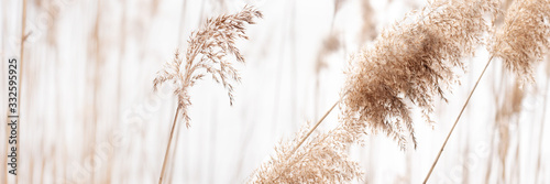 Fotomural Field of dry brown grass close-up on natural background.
